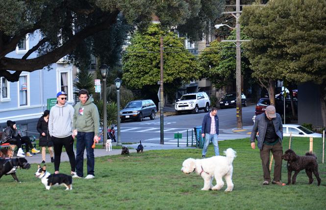 Readers continue to love walking their dogs in Duboce Park. Photo: Rick Gerharter