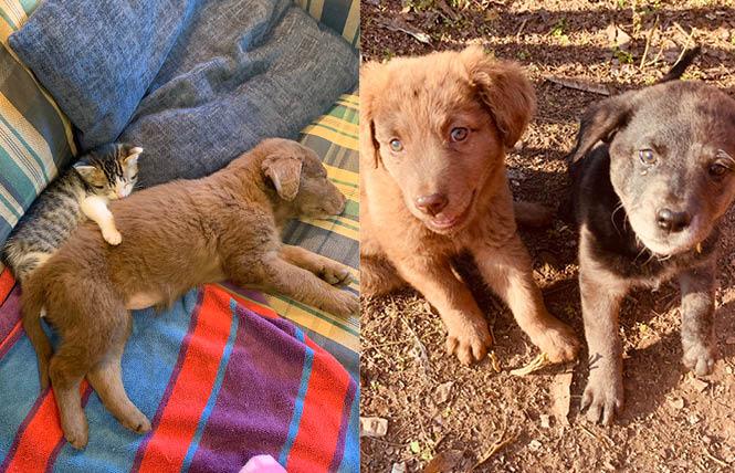 Shannon Minter and his wife, Robin, have adopted Squeaky, the kitten, and Albert, left. At right is Albert with Sister, another puppy the couple adopted earlier this month. Photos: Courtesy Shannon Minter