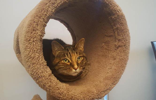 Public animal shelters in Alameda and Contra Costa counties urge people to create an emergency care plan for their pets, like Espresso the cat. Photo: Cynthia Laird