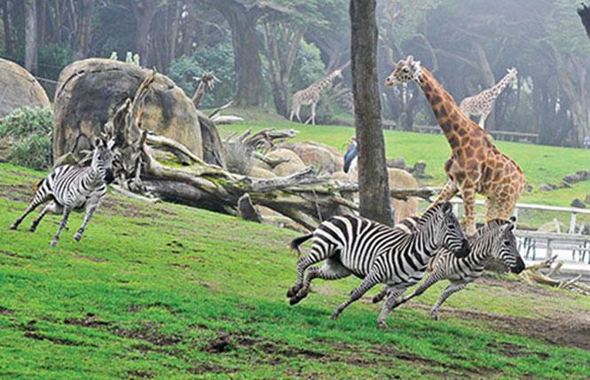 The San Francisco Zoo has moved its popular auction online. Photo: Courtesy SF Zoo