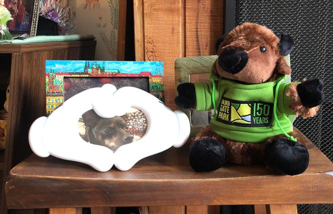 A plush baby bison, right (next to a photo of Enzo the dog), is one of several items people can purchase to celebrate Golden Gate Park's 150th anniversary. Photo: Matthew S. Bajko
