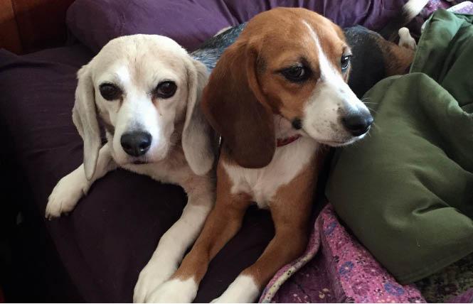 The author's retired research beagles, Beaker, left, and Zoe. Photo: Liz Highleyman