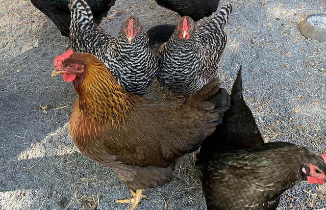 These Sonoma County chickens are not headed for any fast-food chains, homophobic or otherwise. Photo: Terry Johnson