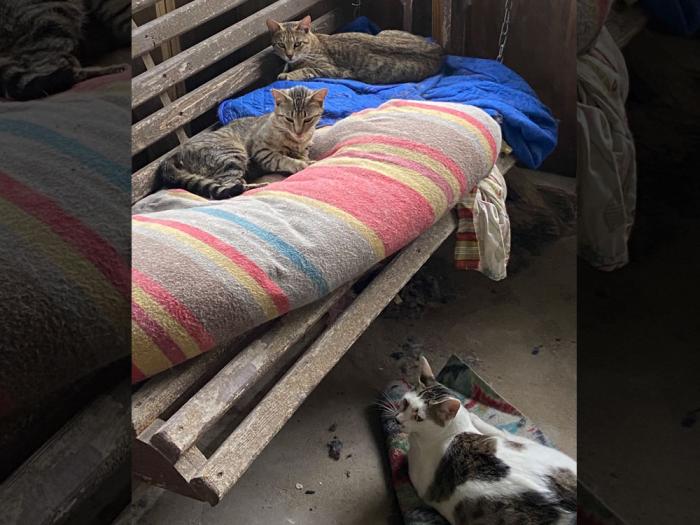 William, left, Hayley Mills, and Sweetie relaxed in their special cat porch that survived a March tornado that severely damaged the home of Shannon and Robin Minter. Photo: Shannon Minter