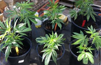 Bay Area Cannasseur: Tips for a cannabis garden