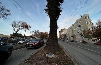 Castro CBD raises funds to keep palm trees lit
